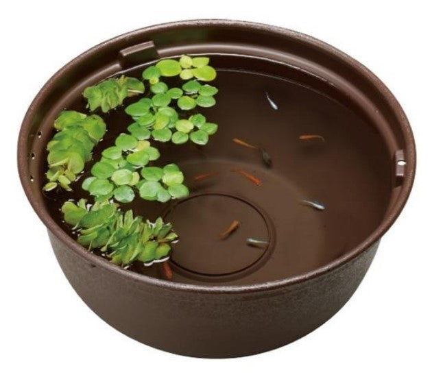 GEX Medaka Rice Fish 37cm Plastic Bowl/Pot Bundle