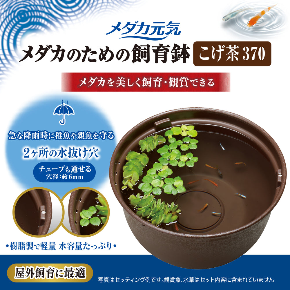 GEX Medaka Rice Fish 37cm Plastic Bowl/Pot Bundle