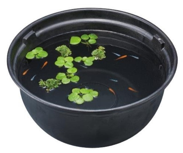 GEX Medaka Rice Fish 37cm Plastic Bowl/Pot Bundle